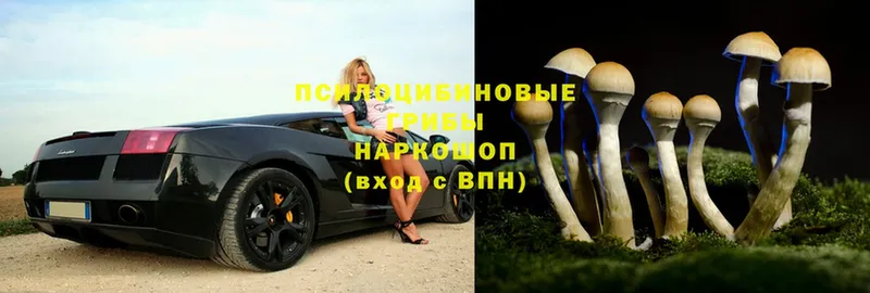 Псилоцибиновые грибы Psilocybine cubensis Гай